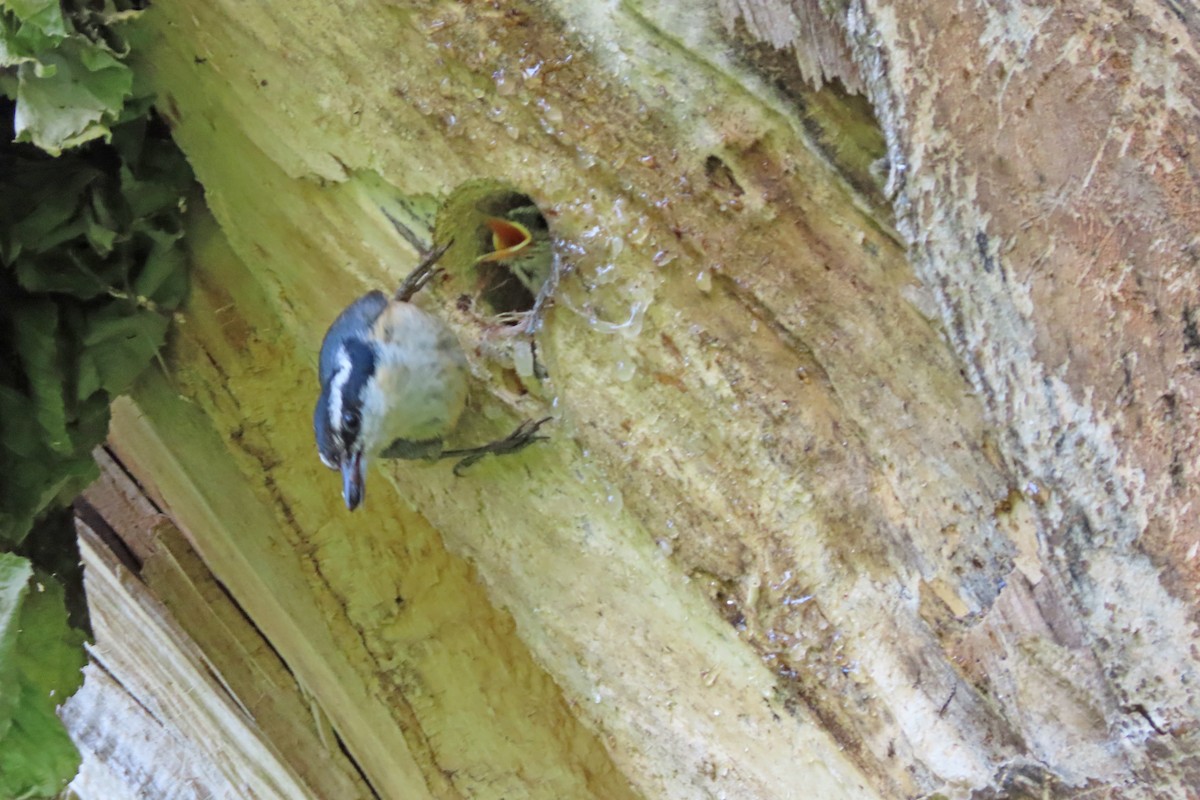 Red-breasted Nuthatch - ML637128145