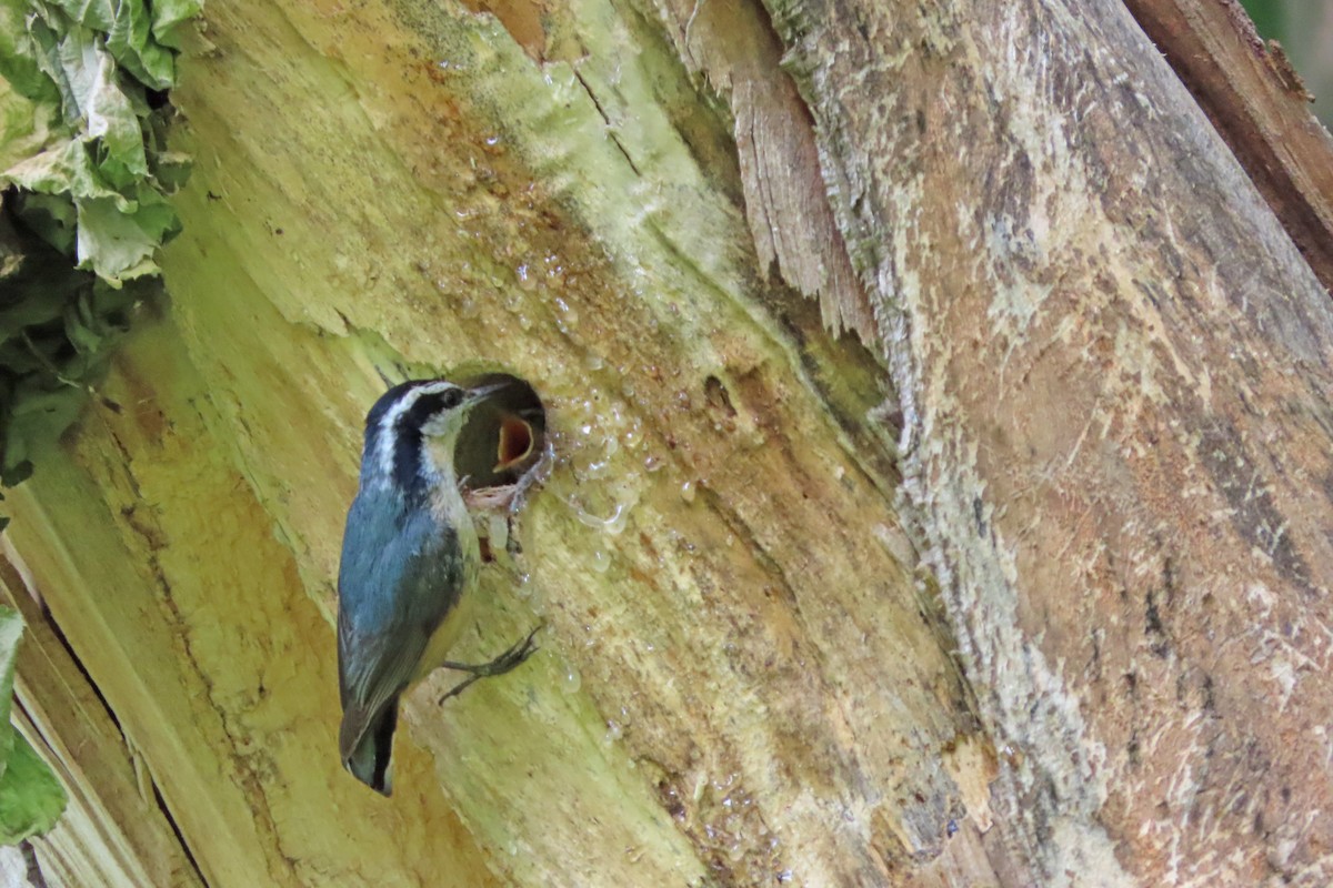 Red-breasted Nuthatch - ML637128146