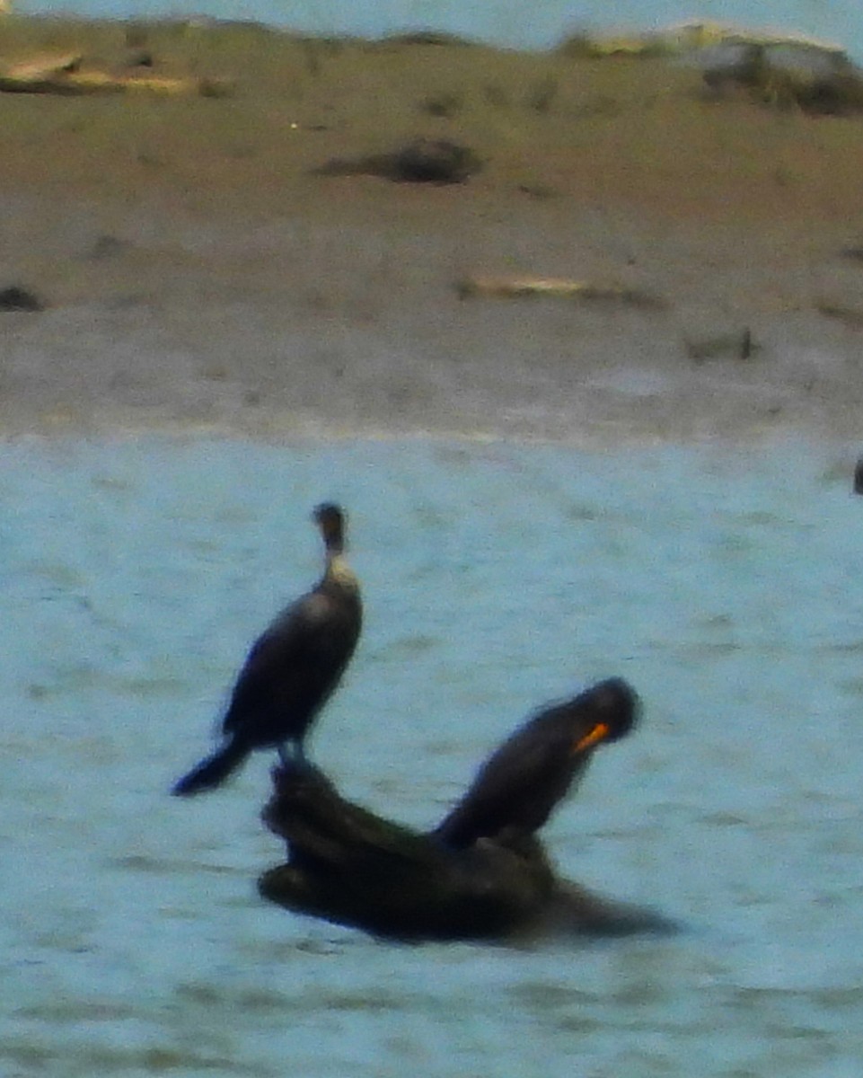 Double-crested Cormorant - ML637128205