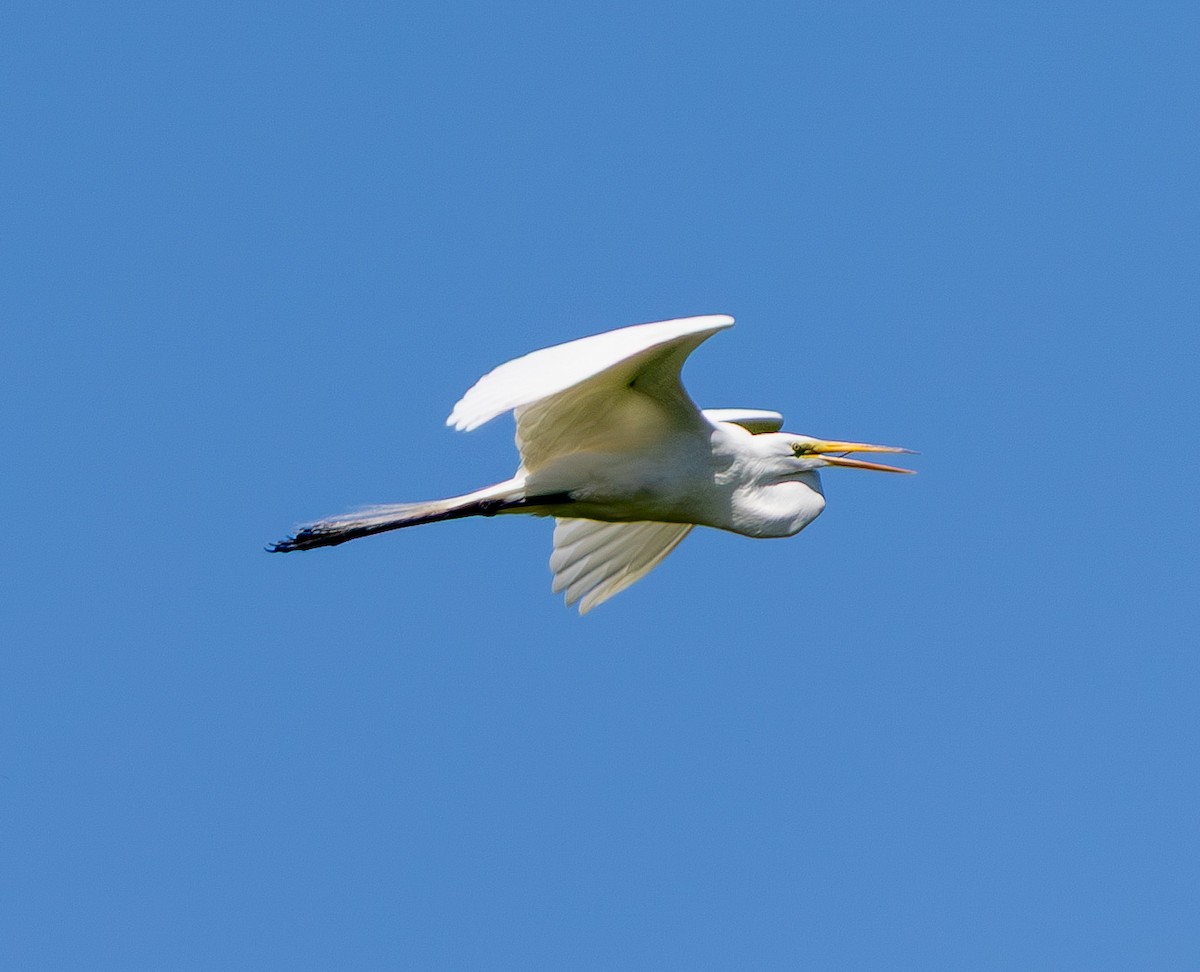 Great Egret - ML637128291