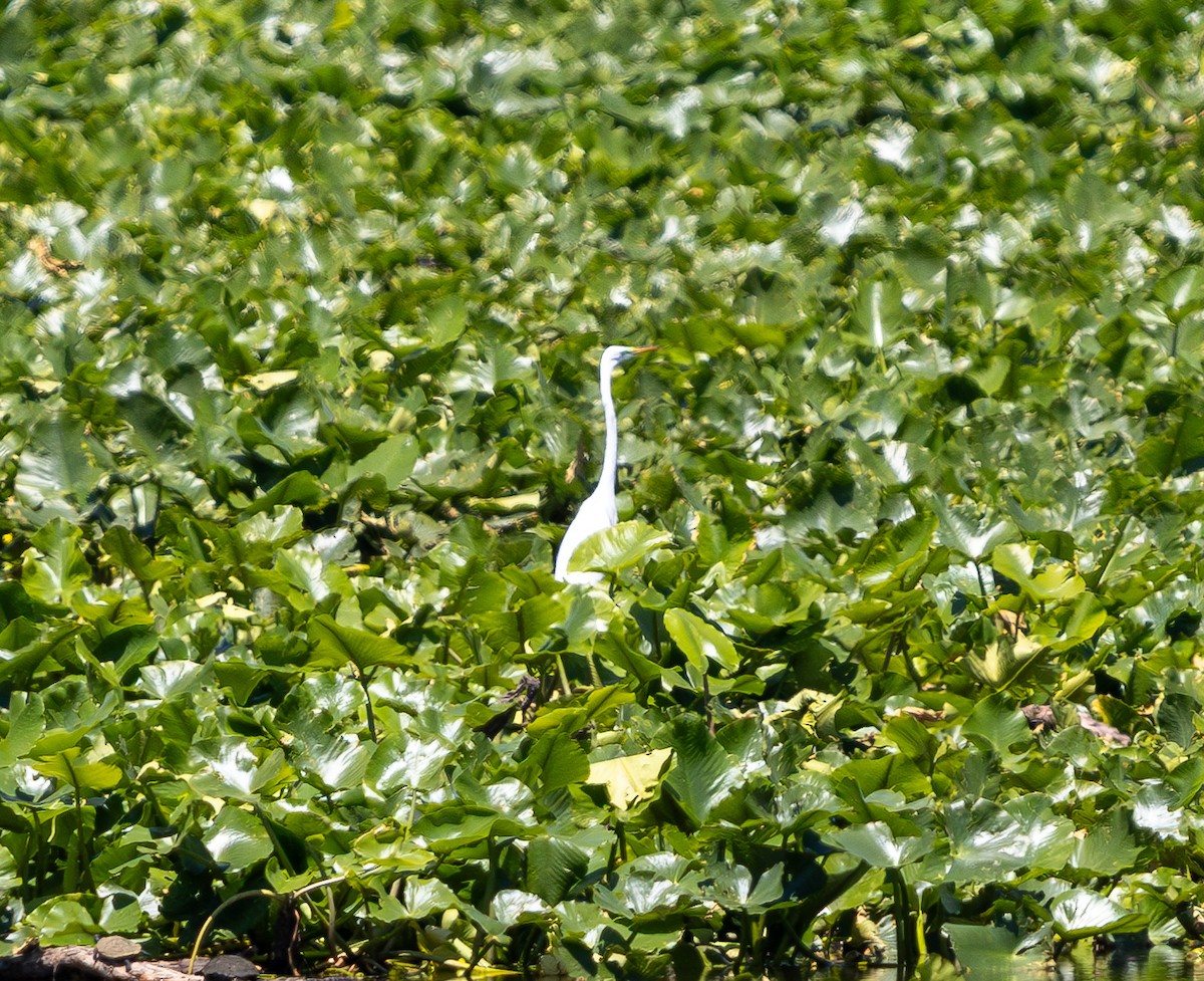 Great Egret - ML637128293