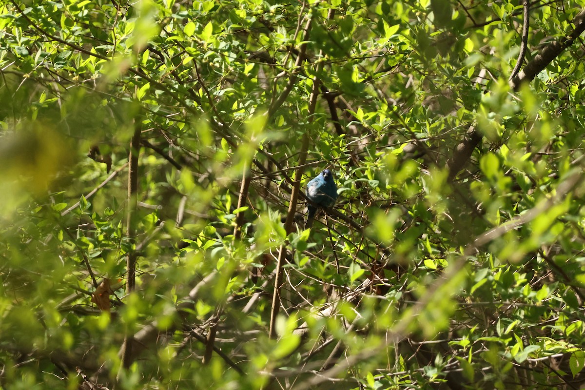 Indigo Bunting - ML637128327
