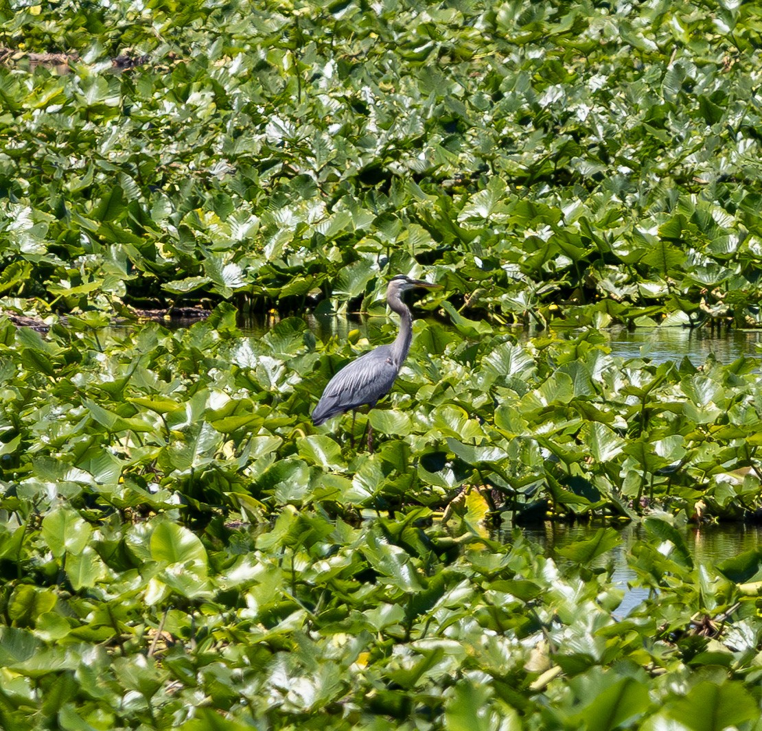 Great Blue Heron - ML637128355