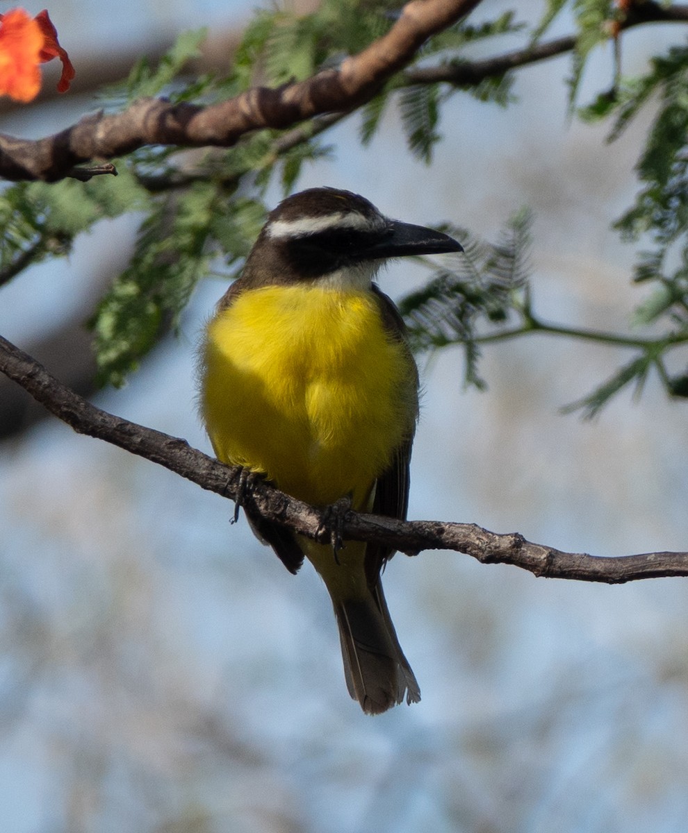 Boat-billed Flycatcher - ML637128373