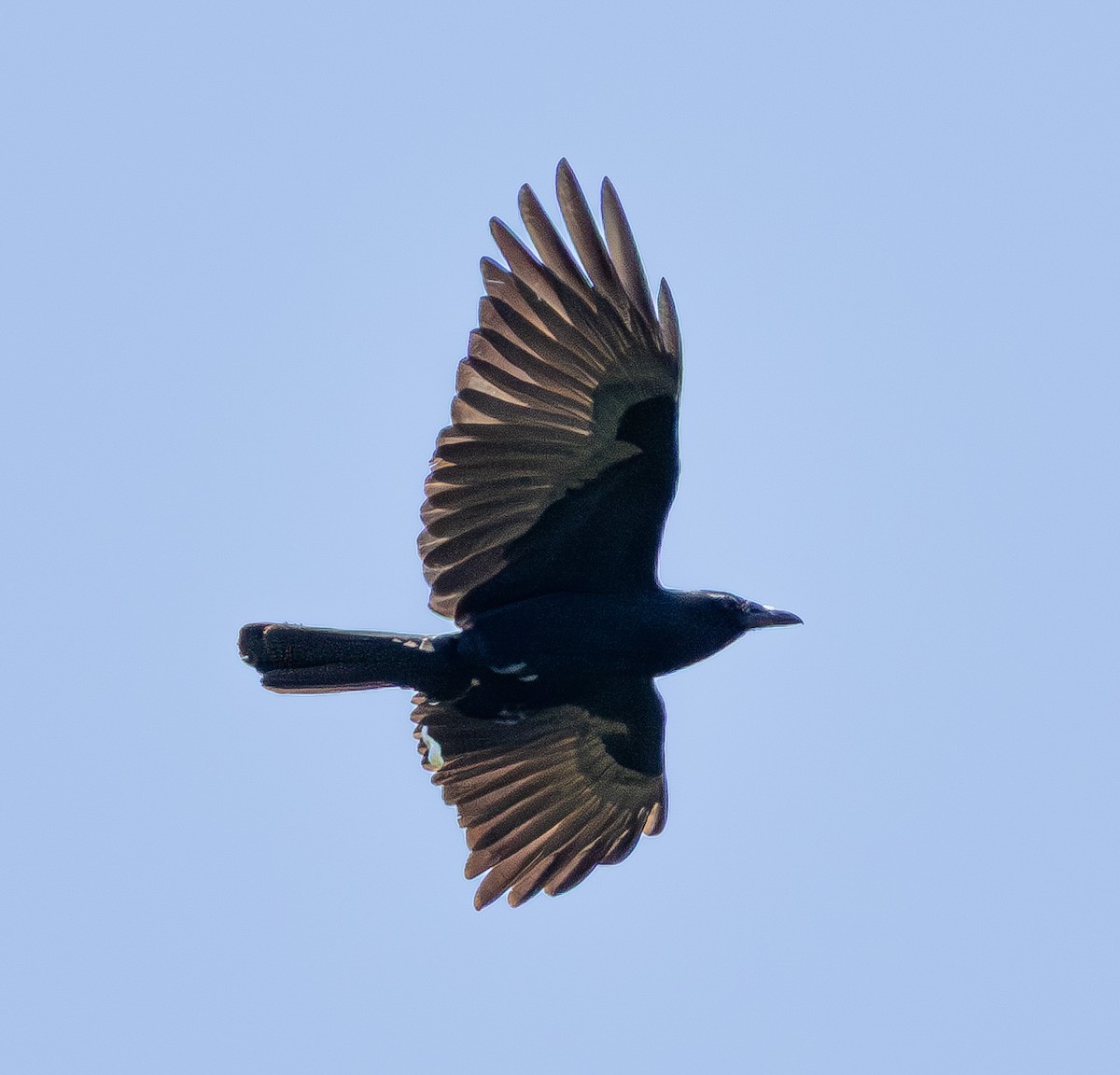 Fish Crow - ML637128405