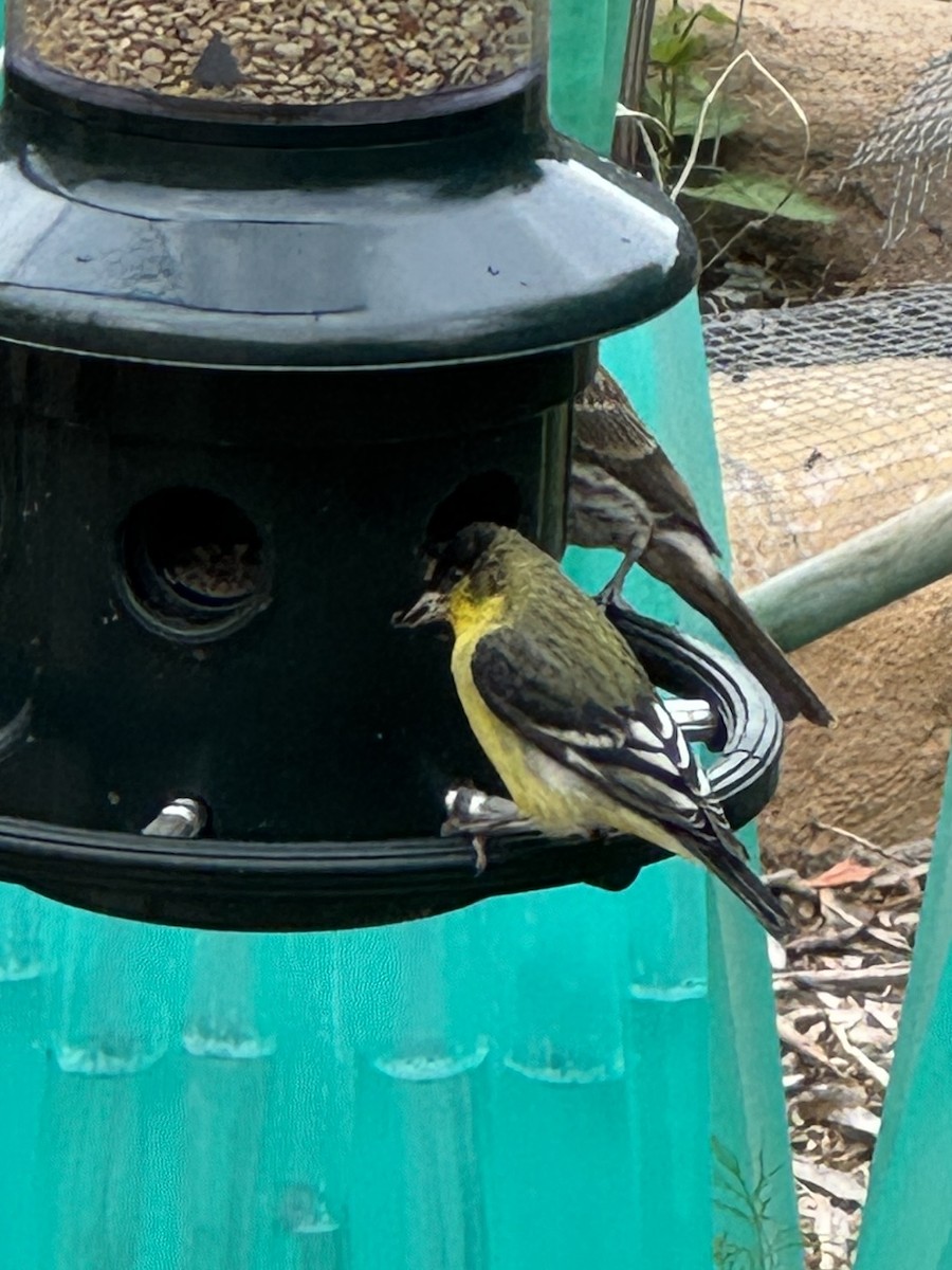 Lesser Goldfinch - ML637128444