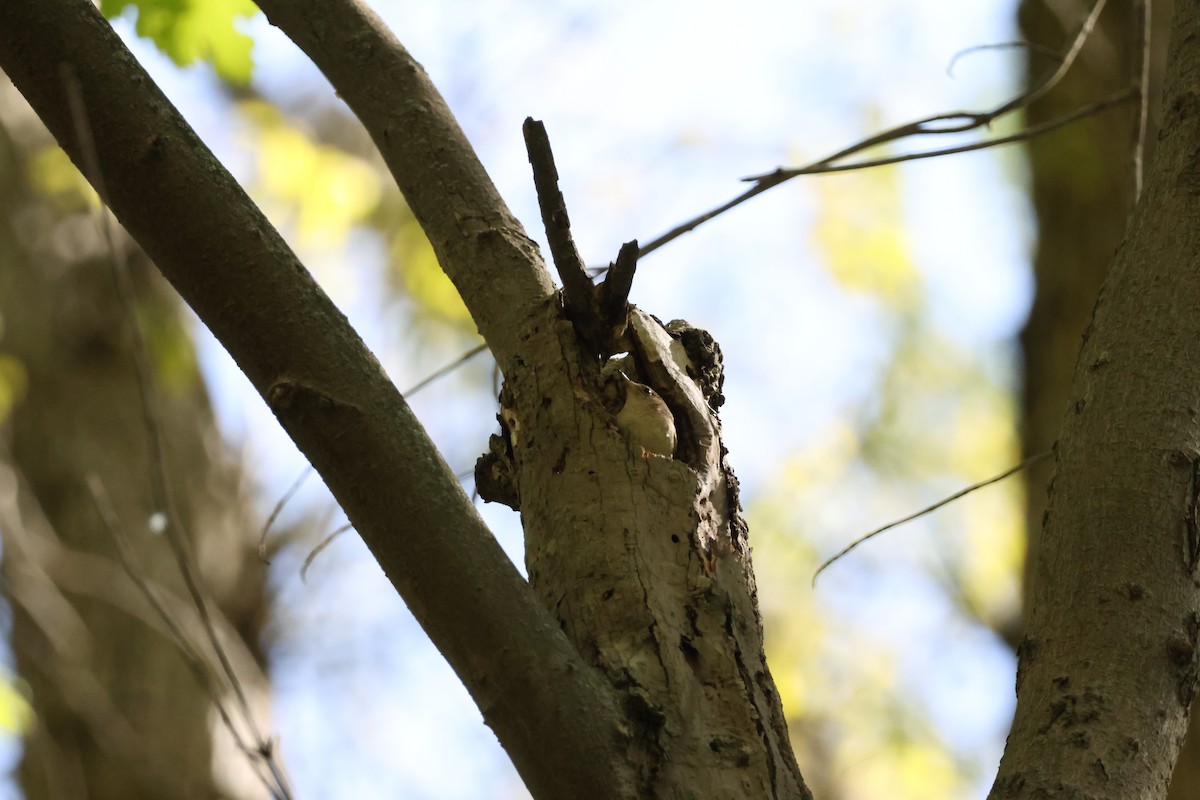 Northern House Wren - ML637128455