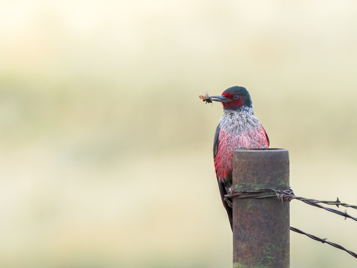 Lewis's Woodpecker - ML637128471