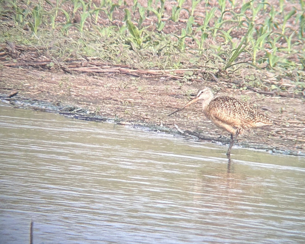 Marbled Godwit - ML637128485