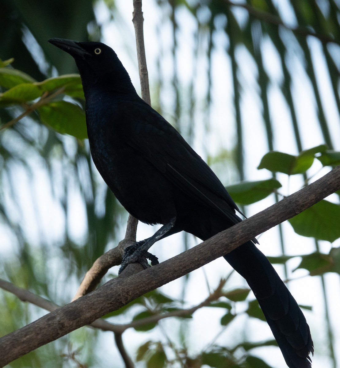Great-tailed Grackle - ML637128487
