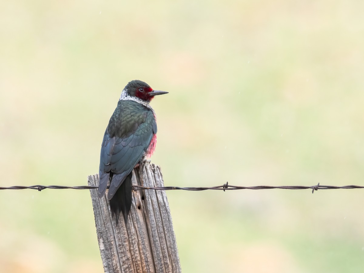 Lewis's Woodpecker - ML637128489