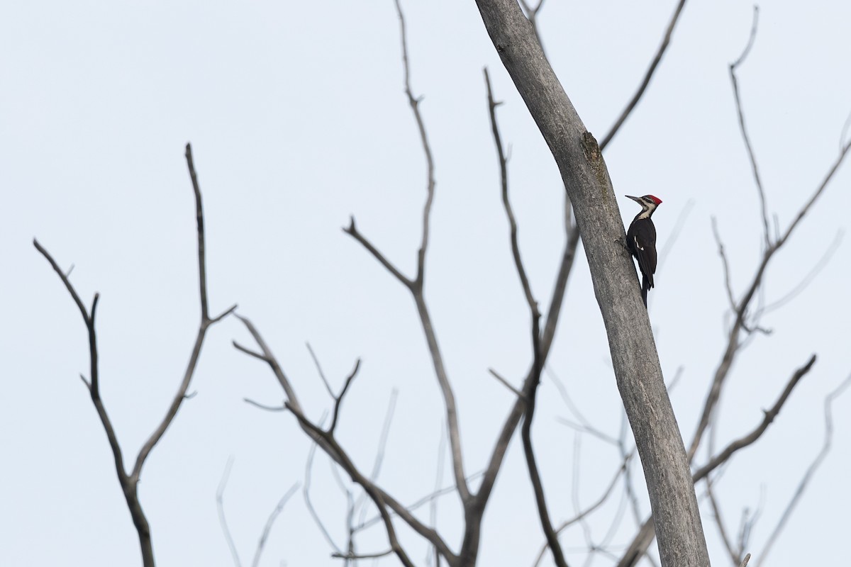 Pileated Woodpecker - ML637128628