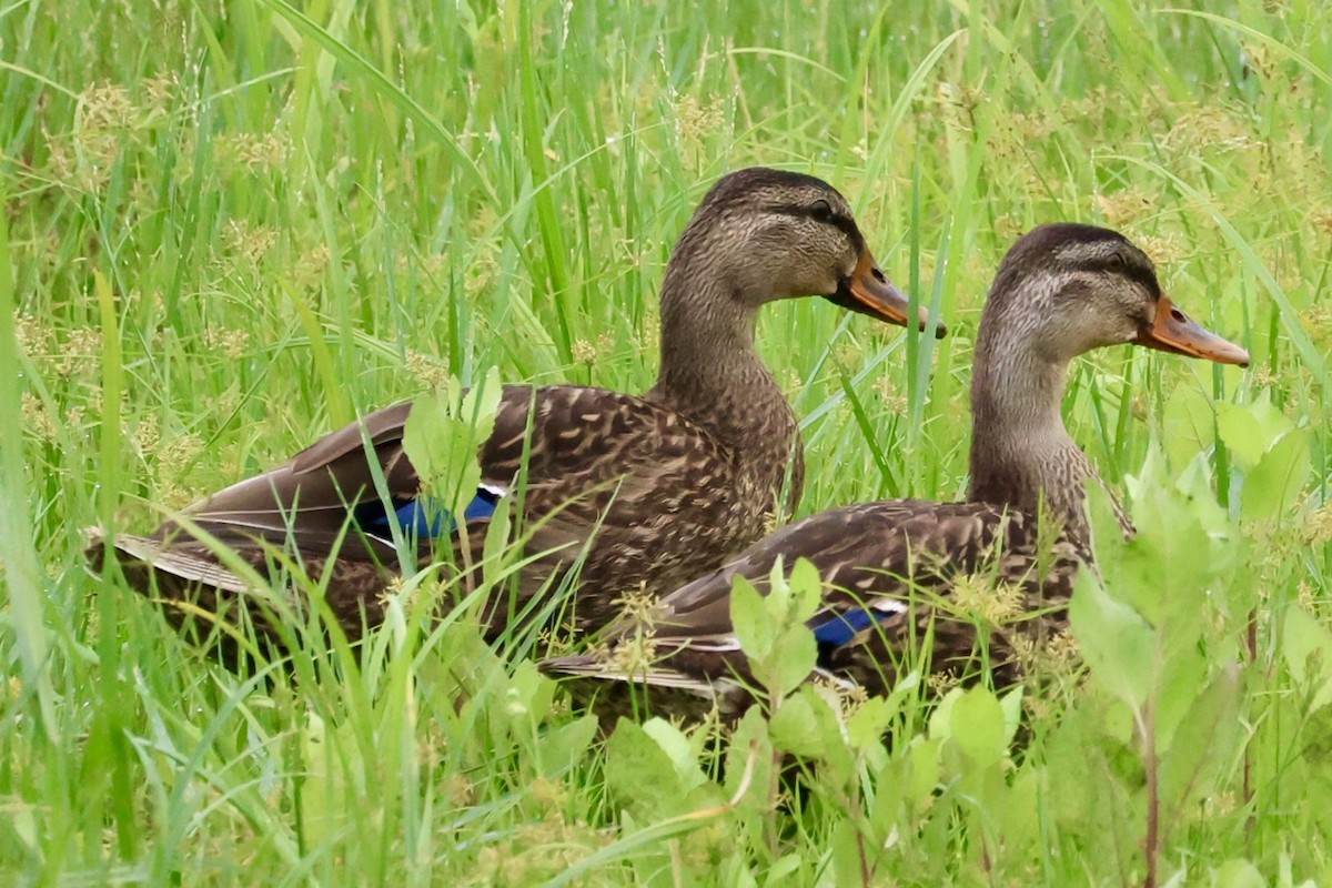 Mallard x Mottled Duck (hybrid) - ML637128638