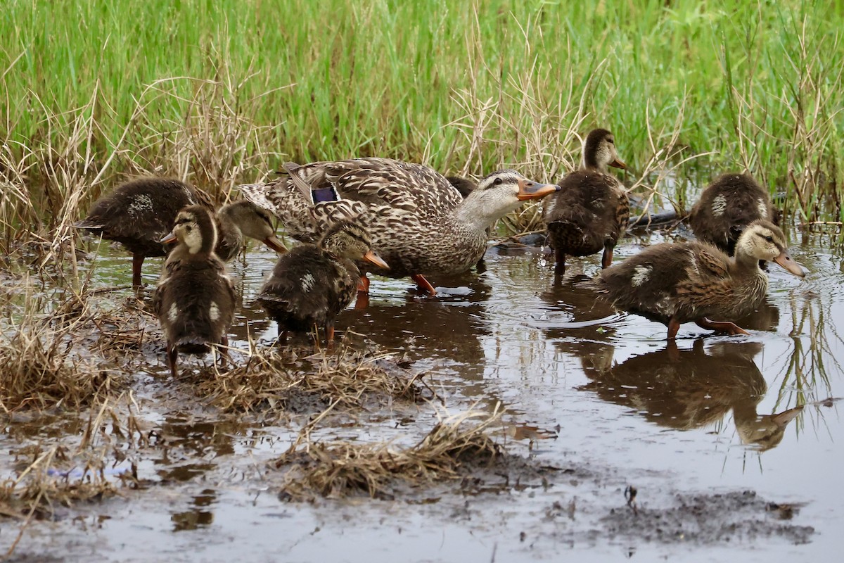 Mallard x Mottled Duck (hybrid) - ML637128640