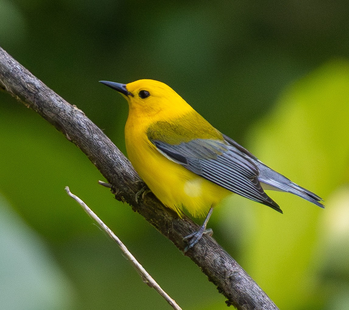 Prothonotary Warbler - ML637128742