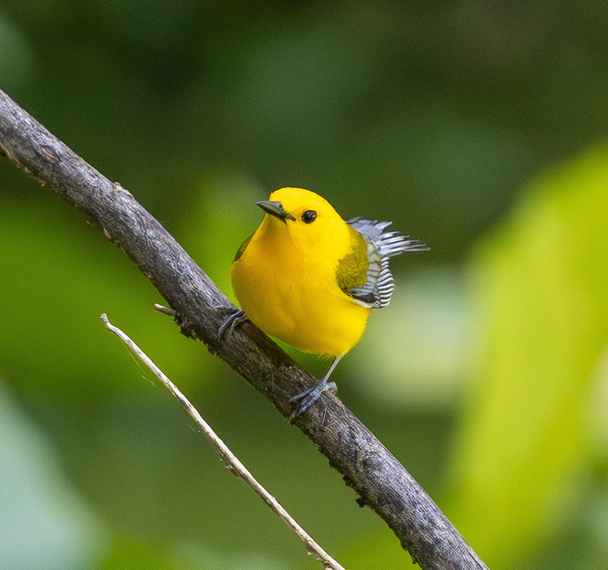 Prothonotary Warbler - ML637128743