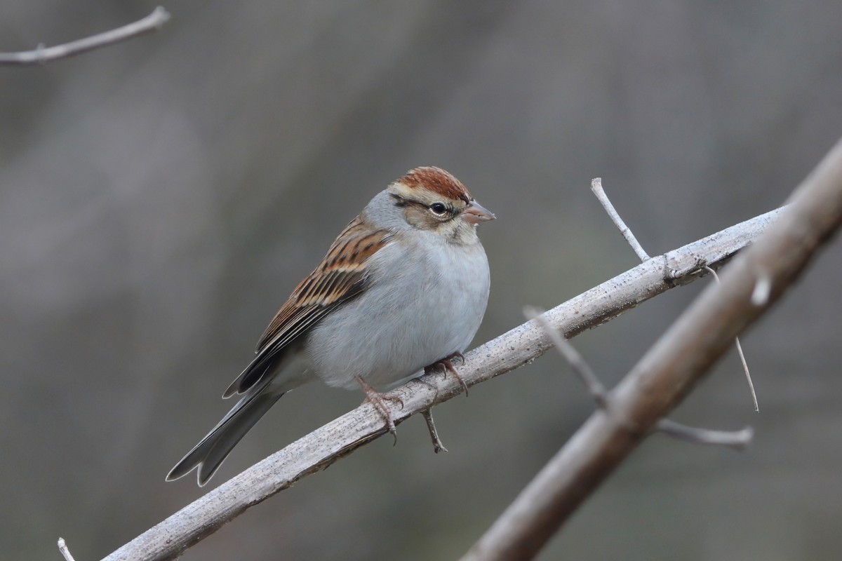 Chipping Sparrow - ML637128748
