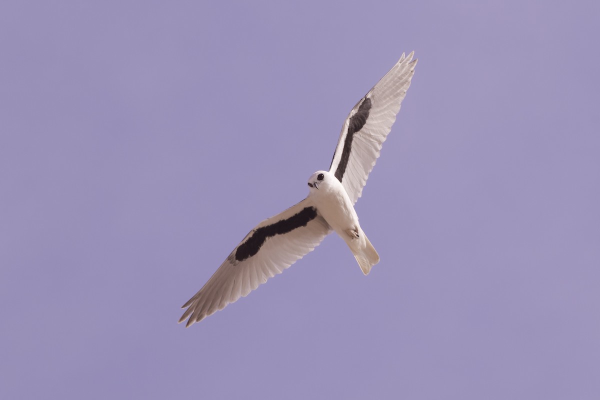 Letter-winged Kite - ML637128761