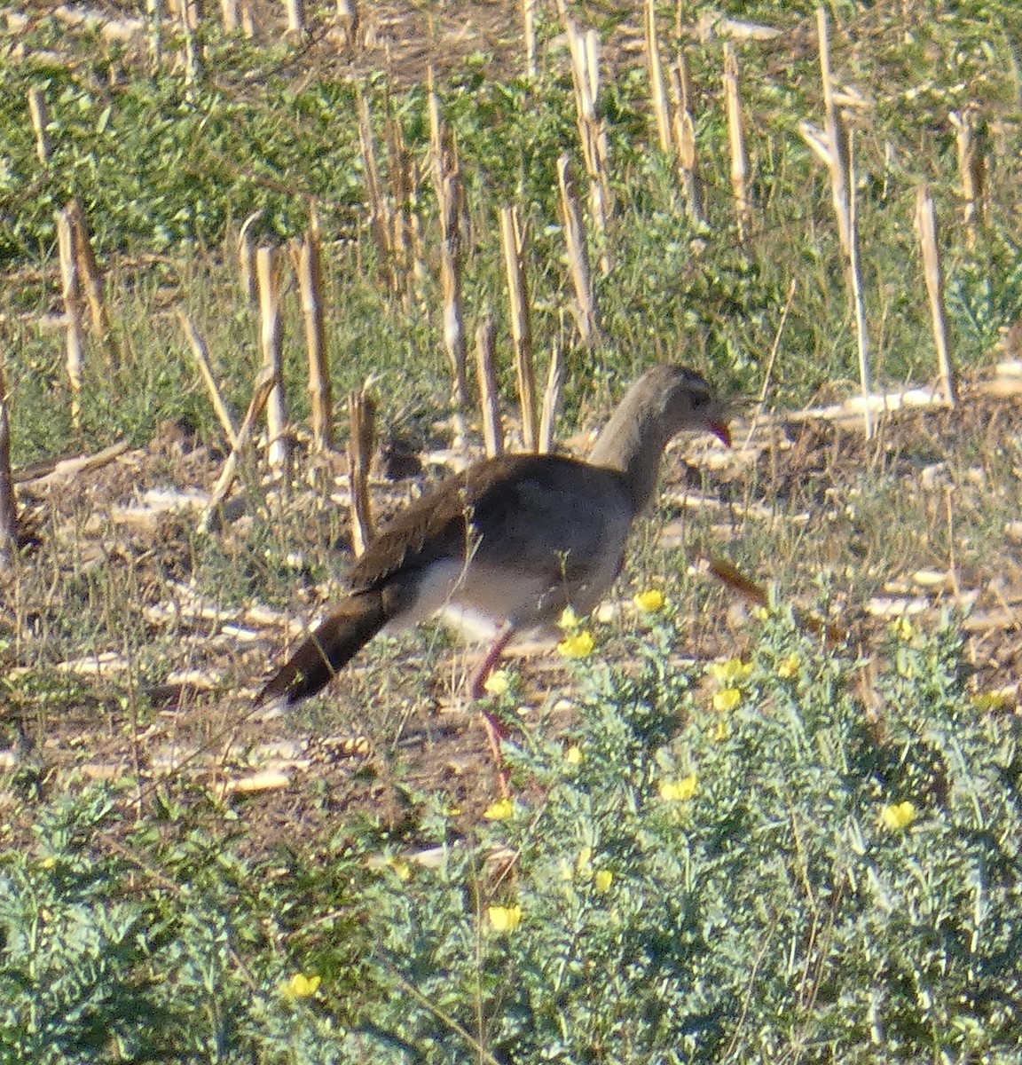 Red-legged Seriema - ML637128766
