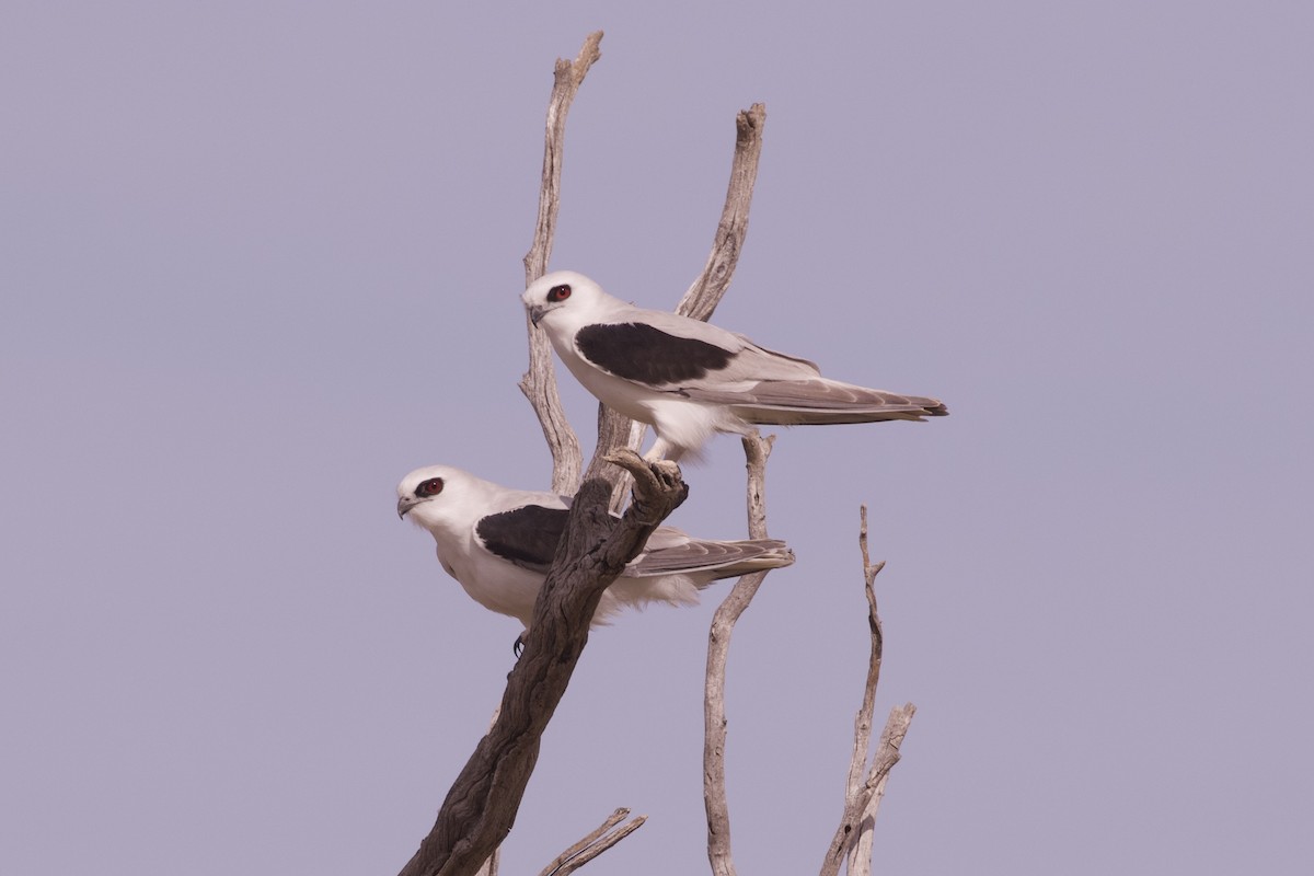 Letter-winged Kite - ML637128859