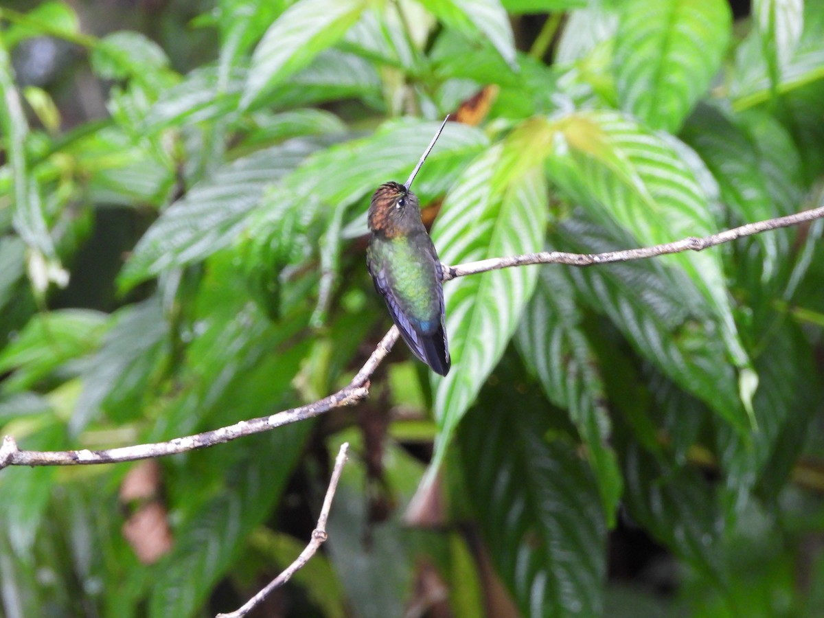 Green-fronted Lancebill - ML637128888