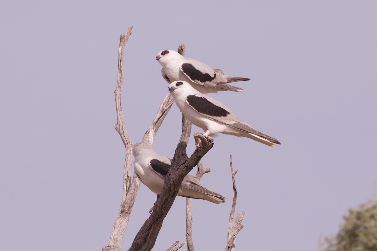 Letter-winged Kite - ML637128911