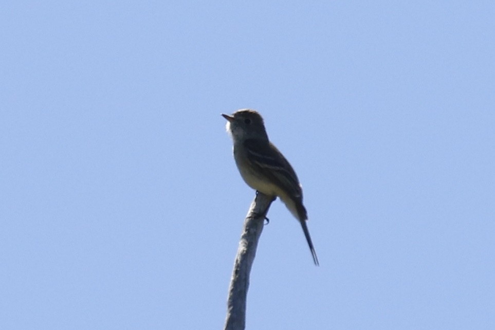 Dusky Flycatcher - ML637129002