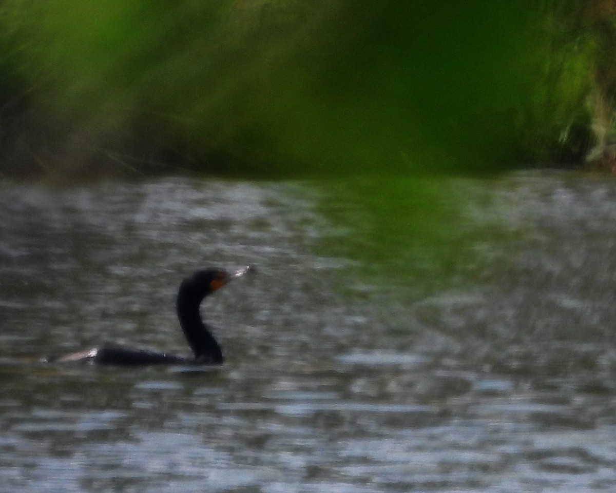 Double-crested Cormorant - ML637129017