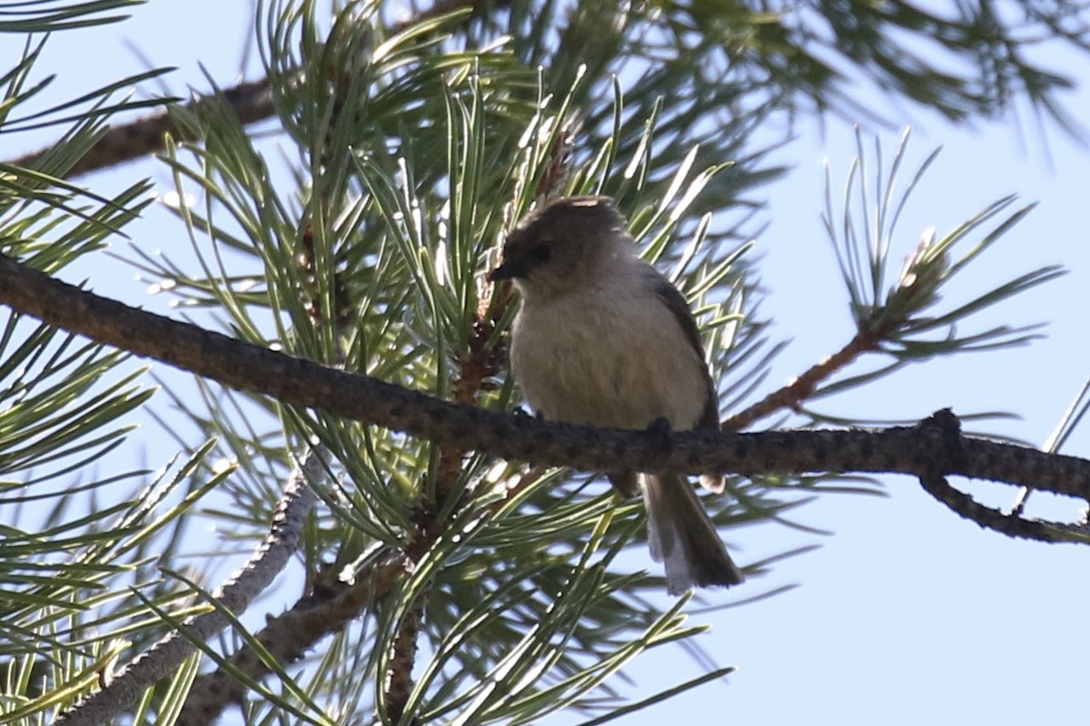 Bushtit (Pacific) - ML637129019