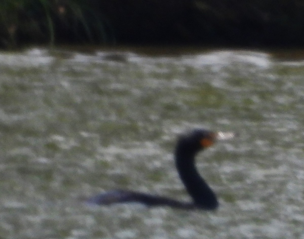 Double-crested Cormorant - ML637129021