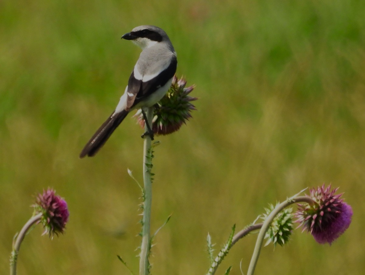 Loggerhead Shrike - ML637129034