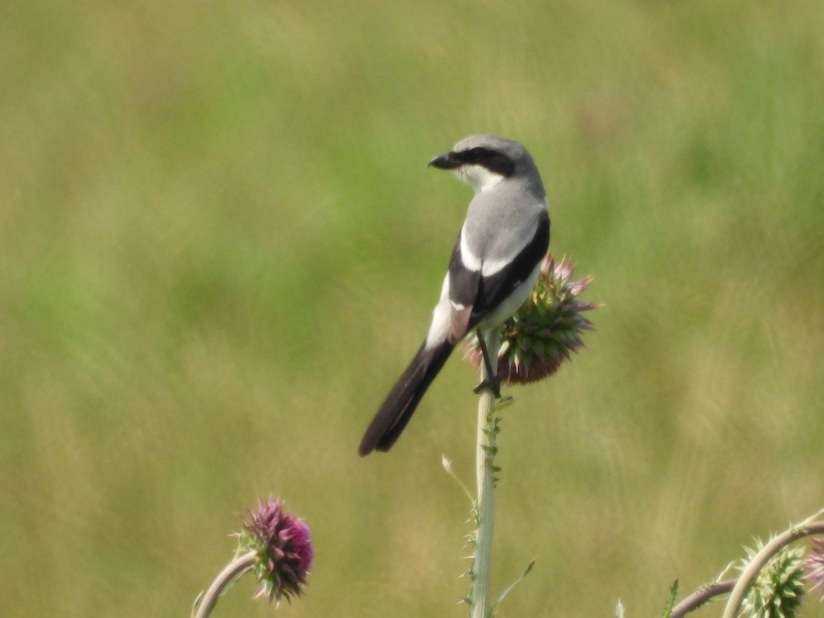 Loggerhead Shrike - ML637129037
