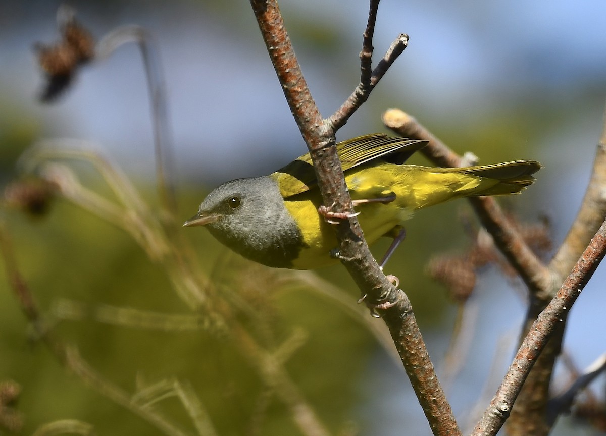 Mourning Warbler - ML637129355