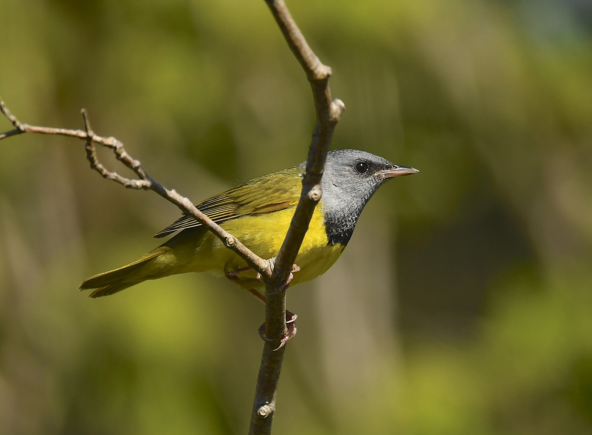Mourning Warbler - ML637129356