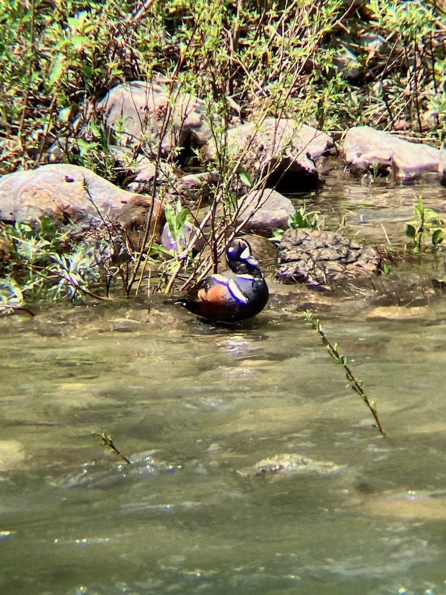 Harlequin Duck - ML637129359