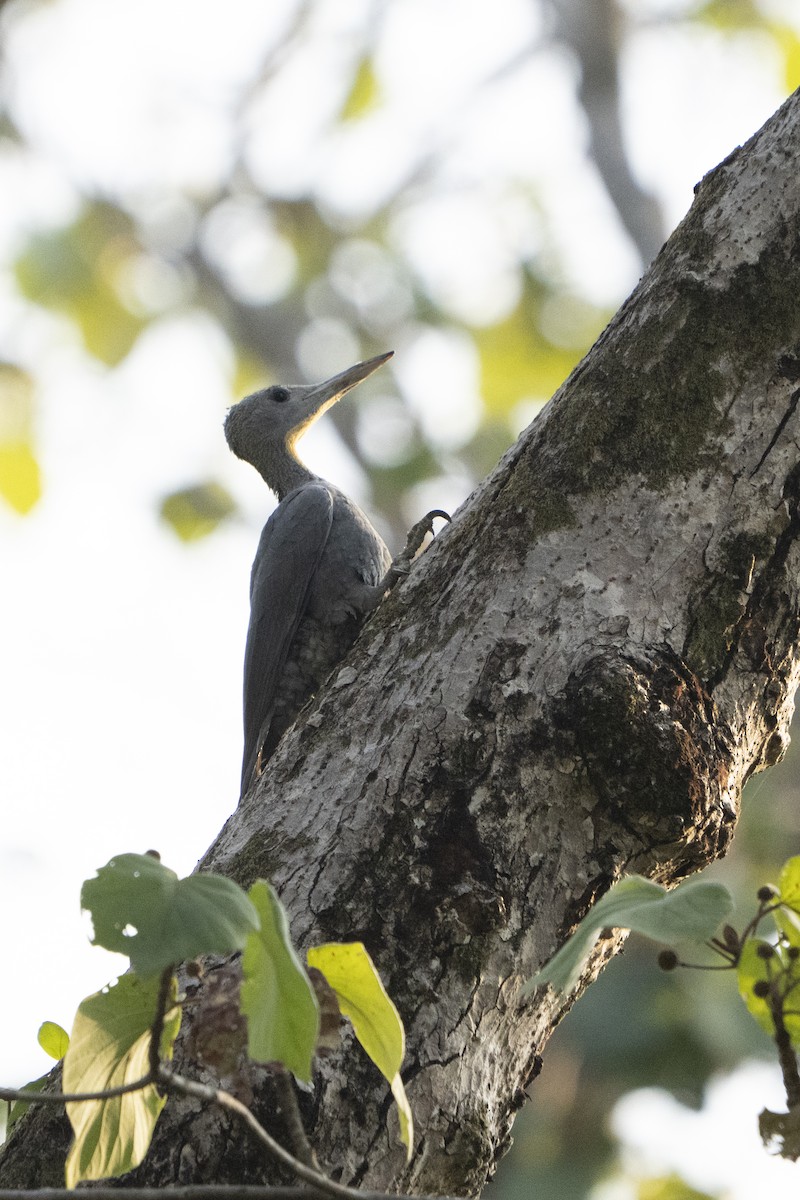 Great Slaty Woodpecker - ML637129475