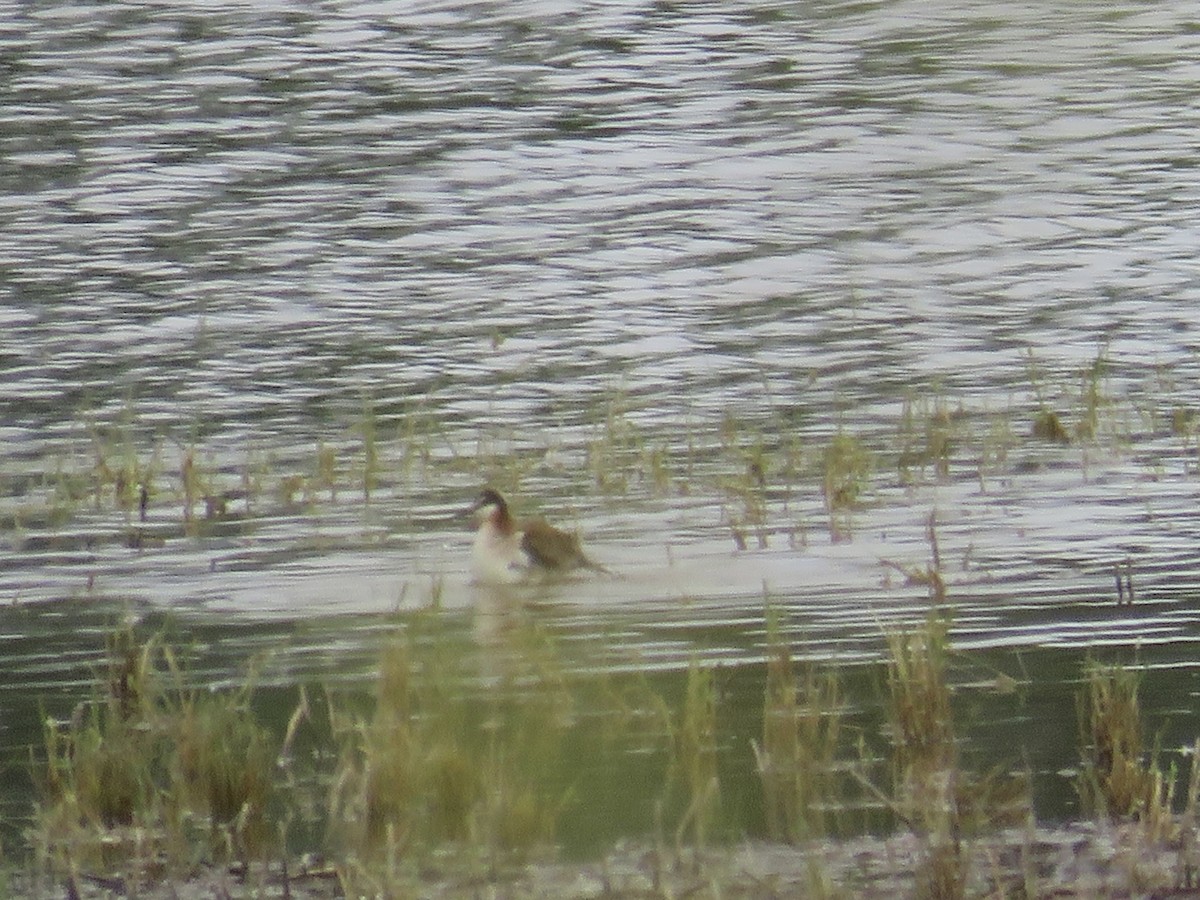 Wilson's Phalarope - ML637129611