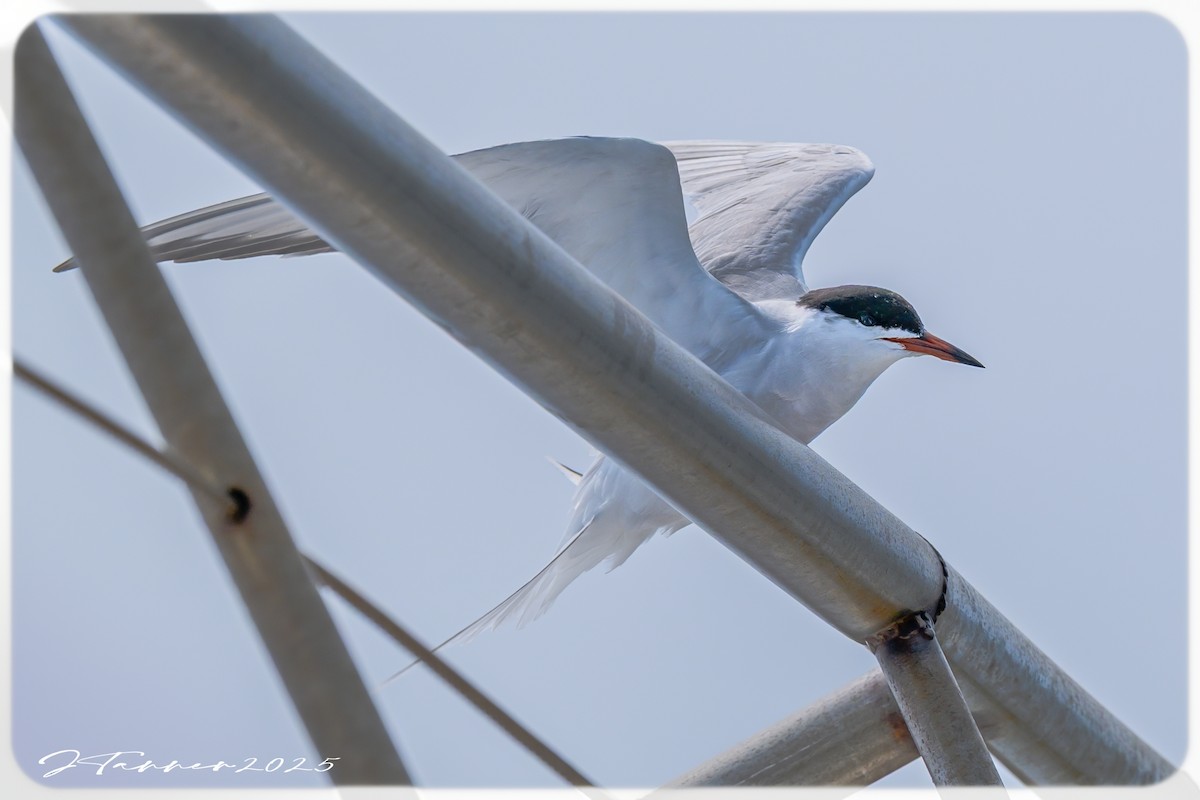 Common Tern - ML637129613