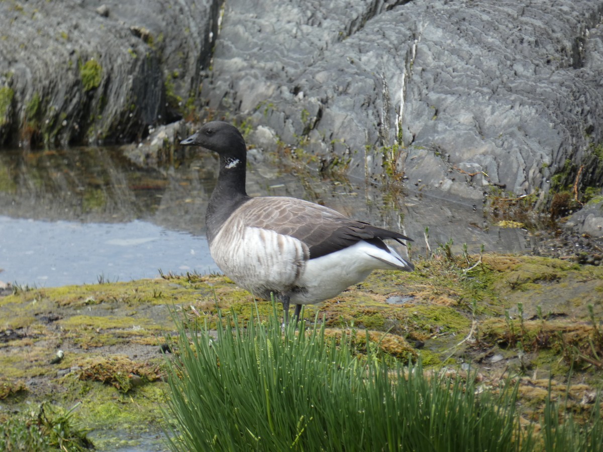 Brant (Atlantic) - ML637129624
