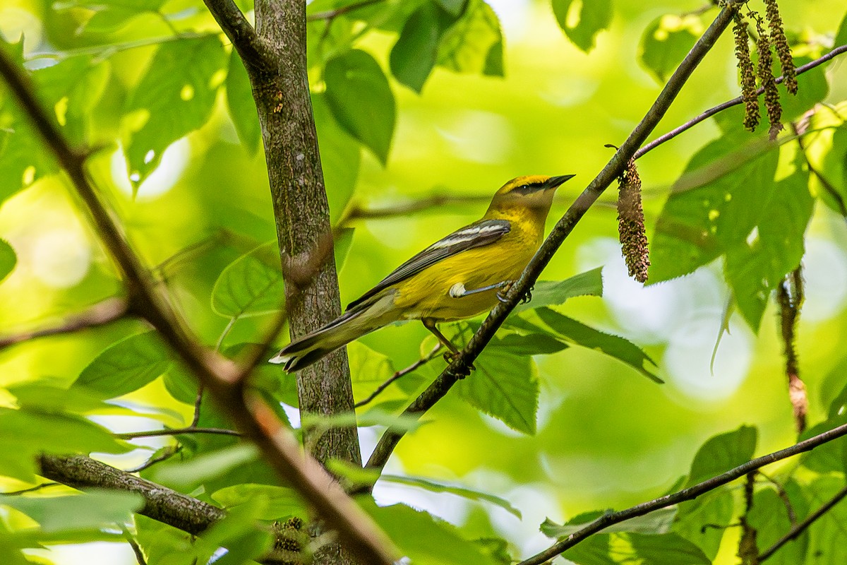 Blue-winged Warbler - ML637129748