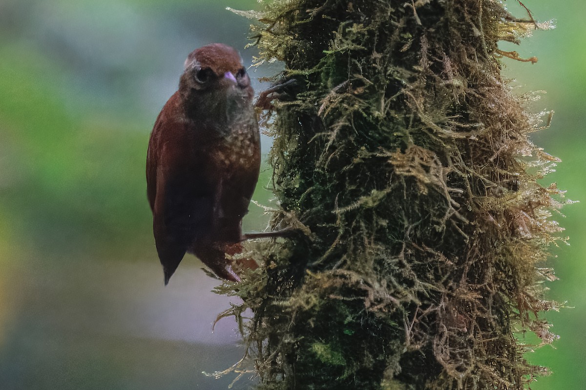 Ruddy Treerunner - ML637129787