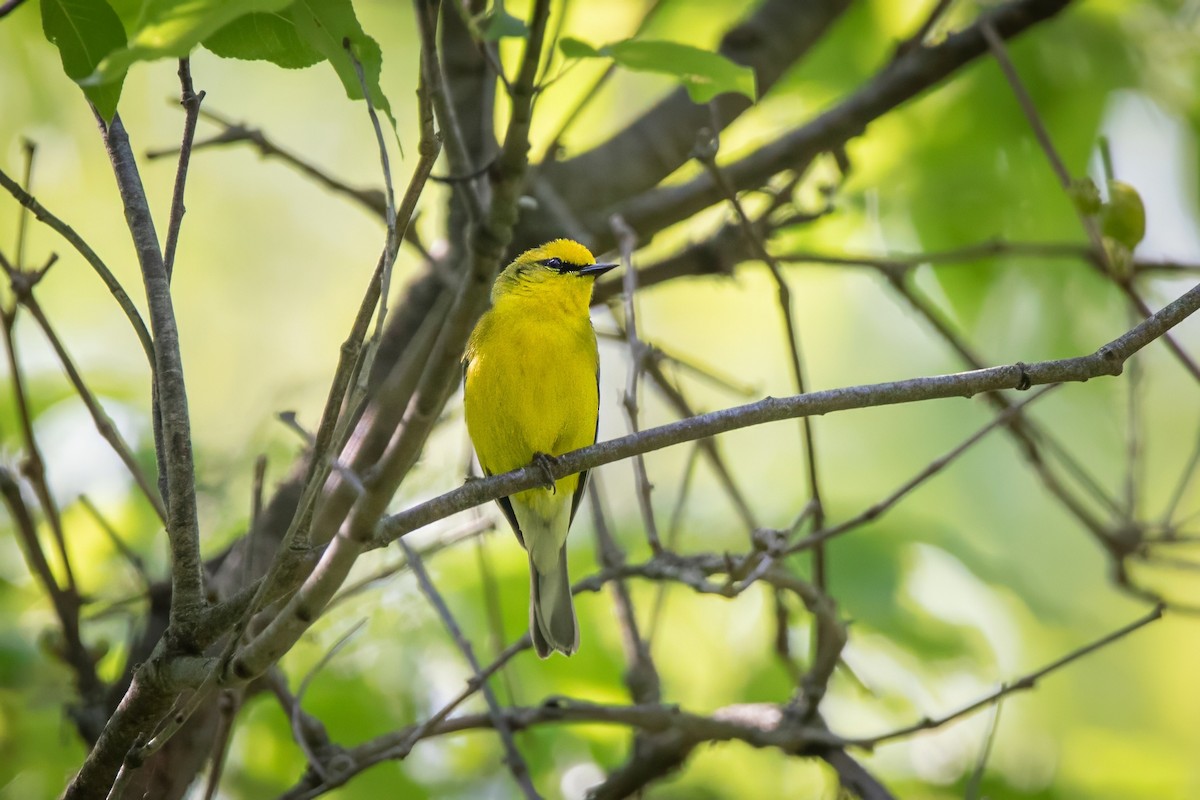 Blue-winged Warbler - ML637129803