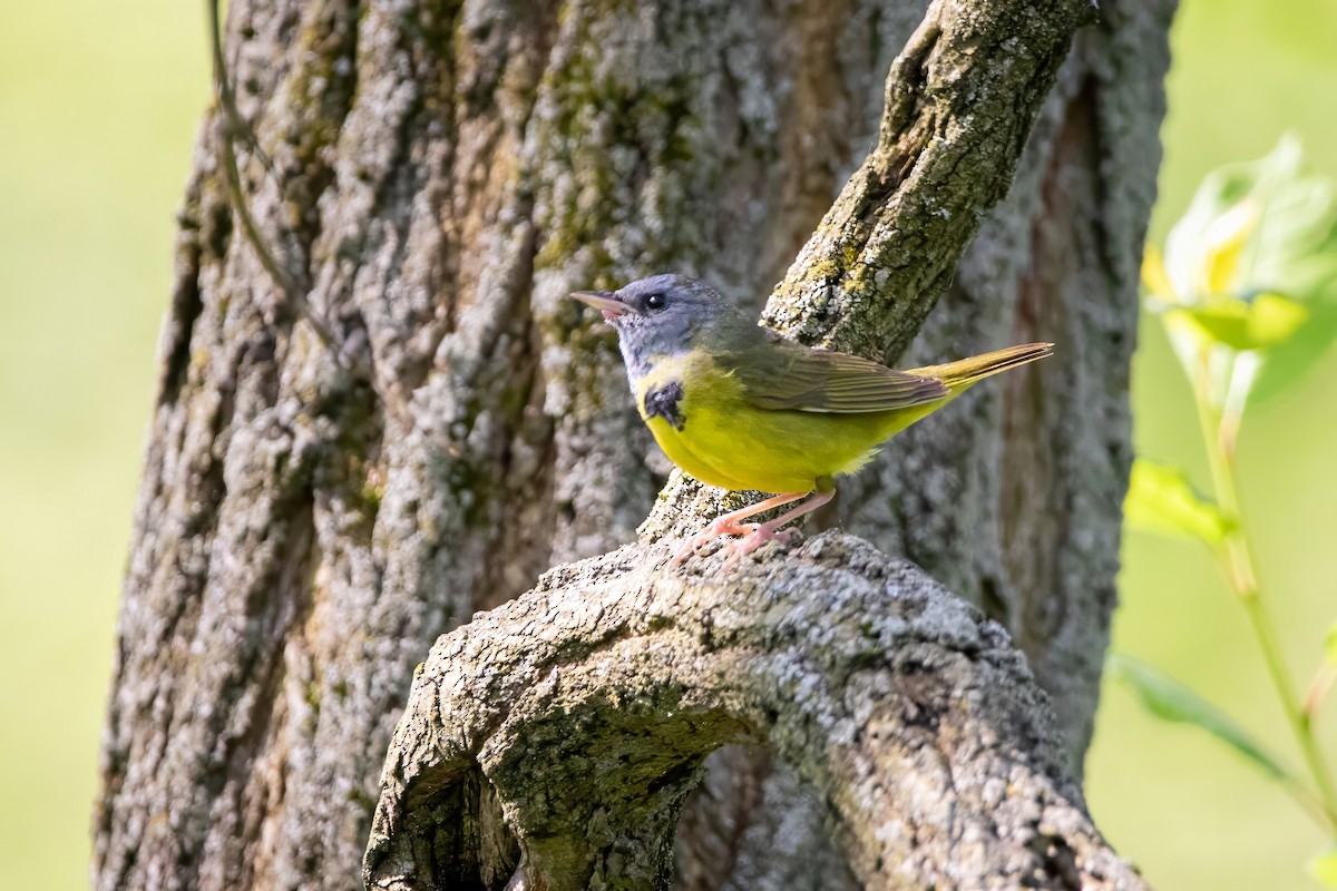 Mourning Warbler - ML637129813