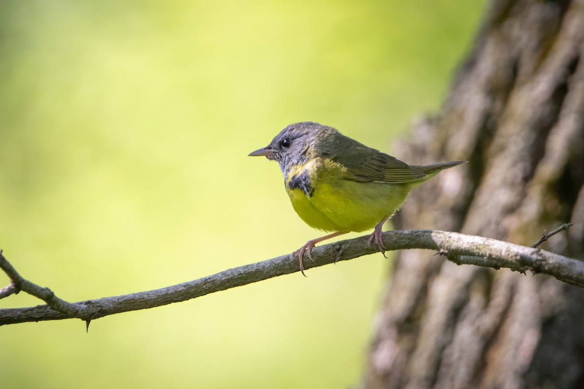 Mourning Warbler - ML637129814