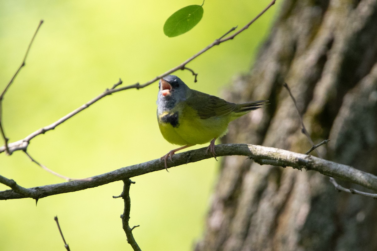 Mourning Warbler - ML637129815