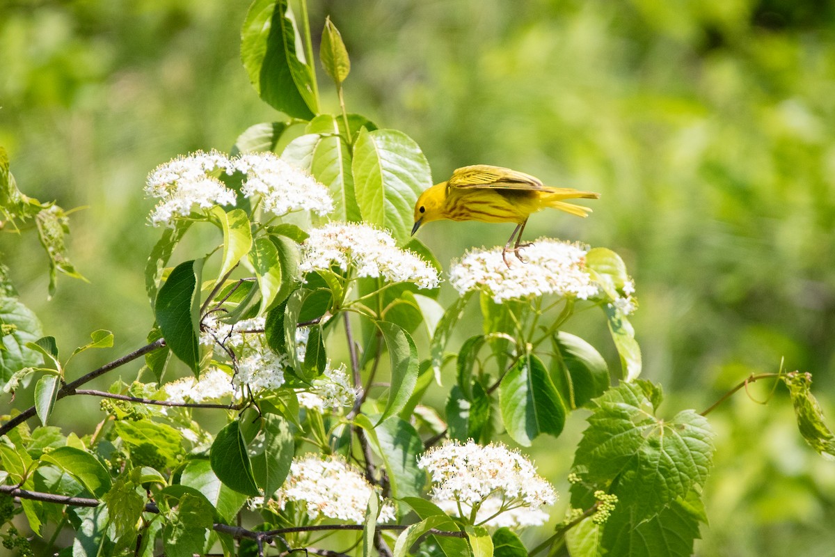 Yellow Warbler - ML637129850