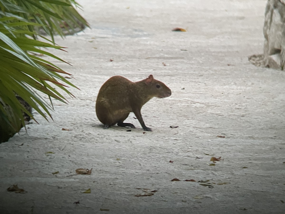 Yucatan Agouti - ML637129858