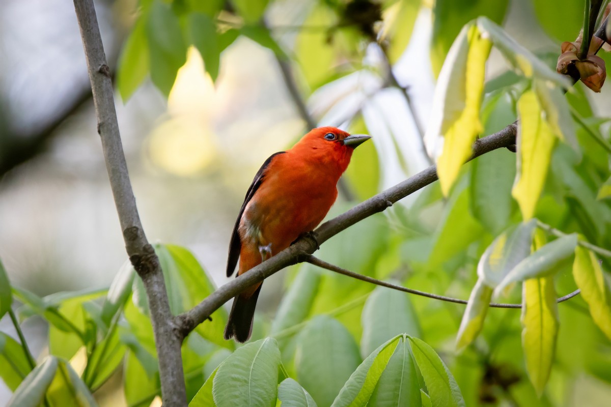 Scarlet Tanager - ML637129871