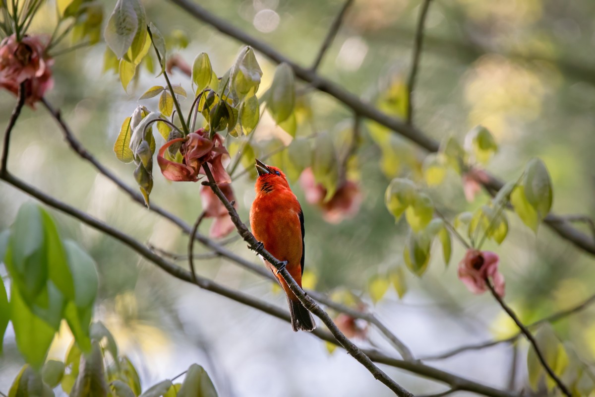 Scarlet Tanager - ML637129873