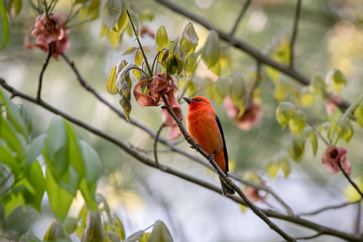 Scarlet Tanager - ML637129874